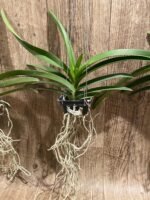 Vandachostylis (Crownfox Red Gem x Vanda Doctor Anek) Blooming Size (3.5” basket) - Image 3