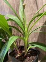 6 Spikes Ground Orchid Spathoglottis plicata “Yellow” (5” pot) - Image 4