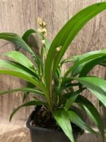 6 Spikes Ground Orchid Spathoglottis plicata “Yellow” (5” pot) - Image 7