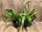 6 Spikes Ground Orchid Spathoglottis plicata “Yellow” (5” pot) - Image 11