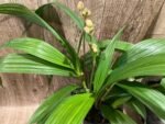 6 Spikes Ground Orchid Spathoglottis plicata “Yellow” (5” pot) - Image 6