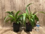 6 Spikes Ground Orchid Spathoglottis plicata “Yellow” (5” pot) - Image 10