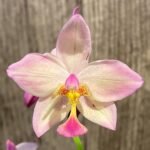 In Spikes Ground Orchid Spathoglottis plicata “Pink” (5” pot)