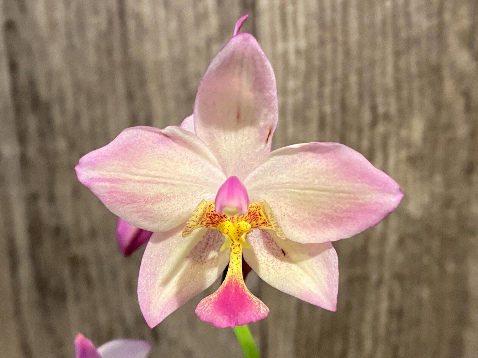 il_fullxfull.8567370214_8rhb.jpg In Spikes Ground Orchid Spathoglottis plicata “Pink” (5” pot) - Image 1