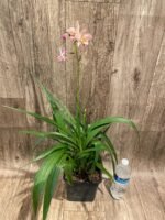 In Spikes Ground Orchid Spathoglottis plicata “Pink” (5” pot) - Image 5