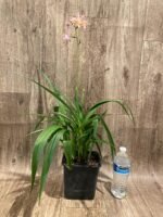 In Spikes Ground Orchid Spathoglottis plicata “Pink” (5” pot) - Image 6
