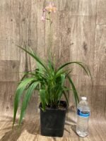 In Spikes Ground Orchid Spathoglottis plicata “Pink” (5” pot) - Image 7