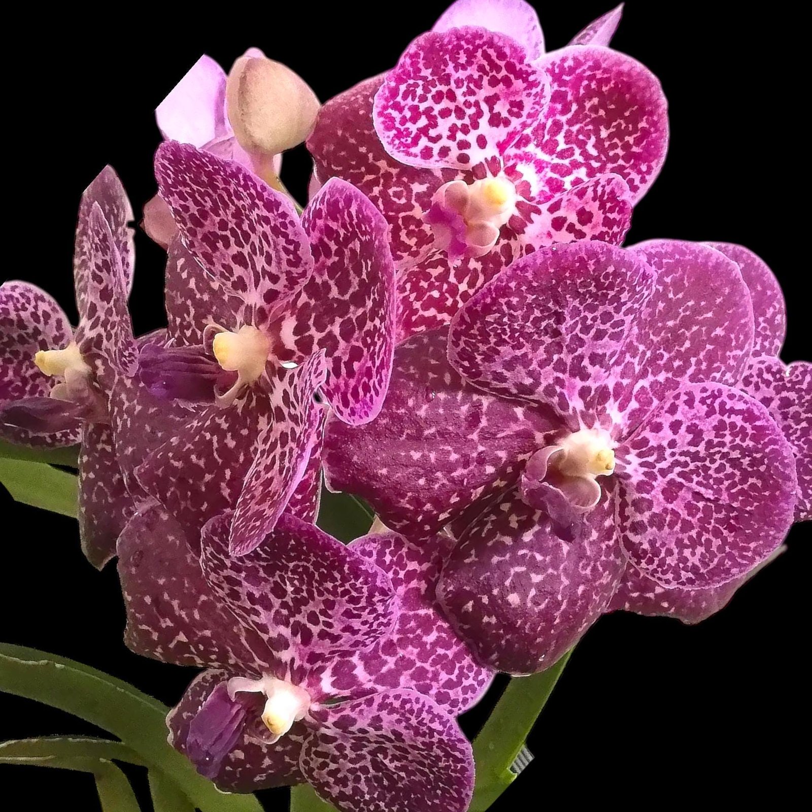 il_fullxfull.8568239470_r8as.jpg Vanda Kultana Brown × Vanda Gordon Dillon Blooming Size (3.5” Pot) - Image 1