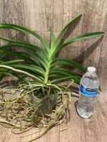 Vanda Kultana Brown × Vanda Gordon Dillon Blooming Size (3.5” Pot) - Image 3