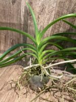 Vanda Kultana Brown × Vanda Gordon Dillon Blooming Size (3.5” Pot) - Image 2