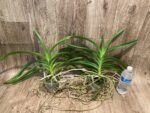 Vanda Kultana Brown × Vanda Gordon Dillon Blooming Size (3.5” Pot) - Image 4