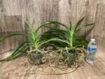 Vanda Kultana Brown × Vanda Gordon Dillon Blooming Size (3.5” Pot) - Image 5