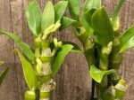 In Buds Fragrant - Dendrobium Bridal Red 'Celebration’ (4” pot) - Image 2