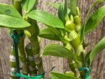In Buds Fragrant - Dendrobium Bridal Red 'Celebration’ (4” pot) - Image 3