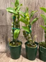 In Buds Fragrant - Dendrobium Bridal Red 'Celebration’ (4” pot) - Image 5