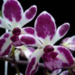 Triple Growths Vanda Hsinying Starry (Van. Pinky coerulea × Rhy. gigantea 'Spots') (3.5” pot)