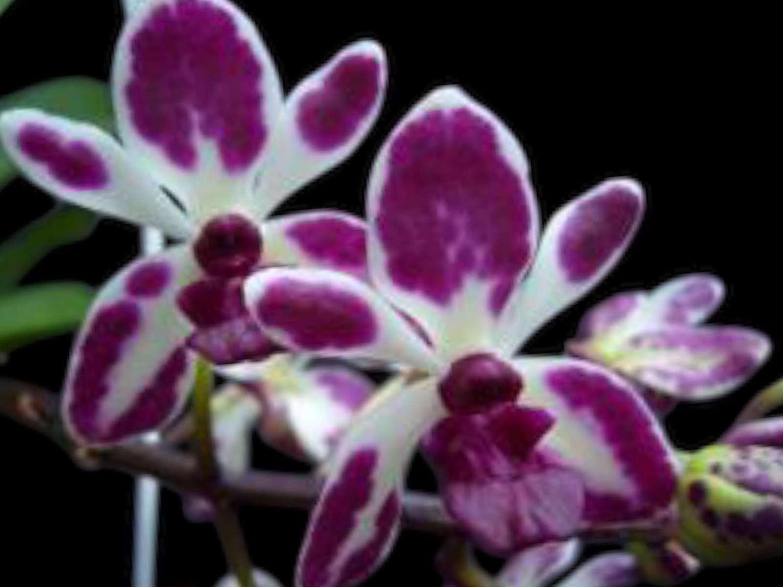 il_fullxfull.8569952050_b3bk.jpg Triple Growths Vanda Hsinying Starry (Van. Pinky coerulea × Rhy. gigantea 'Spots') (3.5” pot) - Image 1