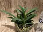 Triple Growths Vanda Hsinying Starry (Van. Pinky coerulea × Rhy. gigantea 'Spots') (3.5” pot) - Image 2