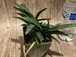 Triple Growths Vanda Hsinying Starry (Van. Pinky coerulea × Rhy. gigantea 'Spots') (3.5” pot) - Image 4
