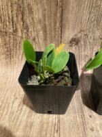 Cattleya aclandiae var. alba (3.5” pot) - Image 3