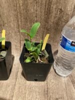 Cattleya aclandiae var. alba (3.5” pot) - Image 4