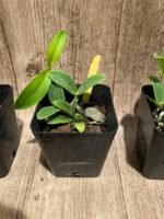 Cattleya aclandiae var. alba (3.5” pot) - Image 5