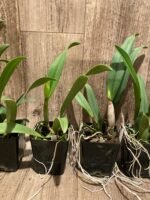 Slc. Fire Fantasy Royalty Blooming Size (3.5 pot) - Image 2