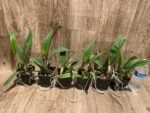 Slc. Fire Fantasy Royalty Blooming Size (3.5 pot) - Image 9