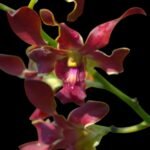 Dendrobium Red Spin Brown (3.5” pot)