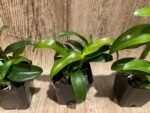 Dendrobium Red Spin Brown (3.5” pot) - Image 4