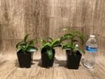 Dendrobium Red Spin Brown (3.5” pot) - Image 7