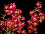 Dendrobium Burana Sunshine (3.5” pot) - Image 2