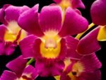 Dendrobium Burana Sunshine (3.5” pot)