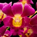 Dendrobium Burana Sunshine (3.5” pot)