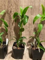 Dendrobium Burana Sunshine (3.5” pot) - Image 6
