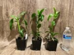 Dendrobium Burana Sunshine (3.5” pot) - Image 3