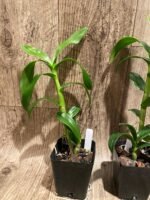 Dendrobium Burana Sunshine (3.5” pot) - Image 5