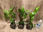 Dendrobium Burana Sunshine (3.5” pot) - Image 8