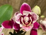 Double Spikes Phalaenopsis Miki Violet Butterfly Peloric (3” pot) - Image 2