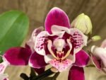 Double Spikes Phalaenopsis Miki Violet Butterfly Peloric (3” pot) - Image 4