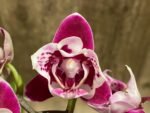 Double Spikes Phalaenopsis Miki Violet Butterfly Peloric (3” pot) - Image 5