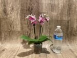 Double Spikes Phalaenopsis Miki Violet Butterfly Peloric (3” pot) - Image 6