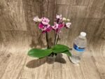 Double Spikes Phalaenopsis Miki Violet Butterfly Peloric (3” pot) - Image 7