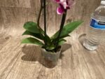Double Spikes Phalaenopsis Miki Violet Butterfly Peloric (3” pot) - Image 9