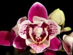 Double Spikes Phalaenopsis Miki Violet Butterfly Peloric (3” pot)