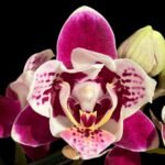 Double Spikes Phalaenopsis Miki Violet Butterfly Peloric (3” pot)