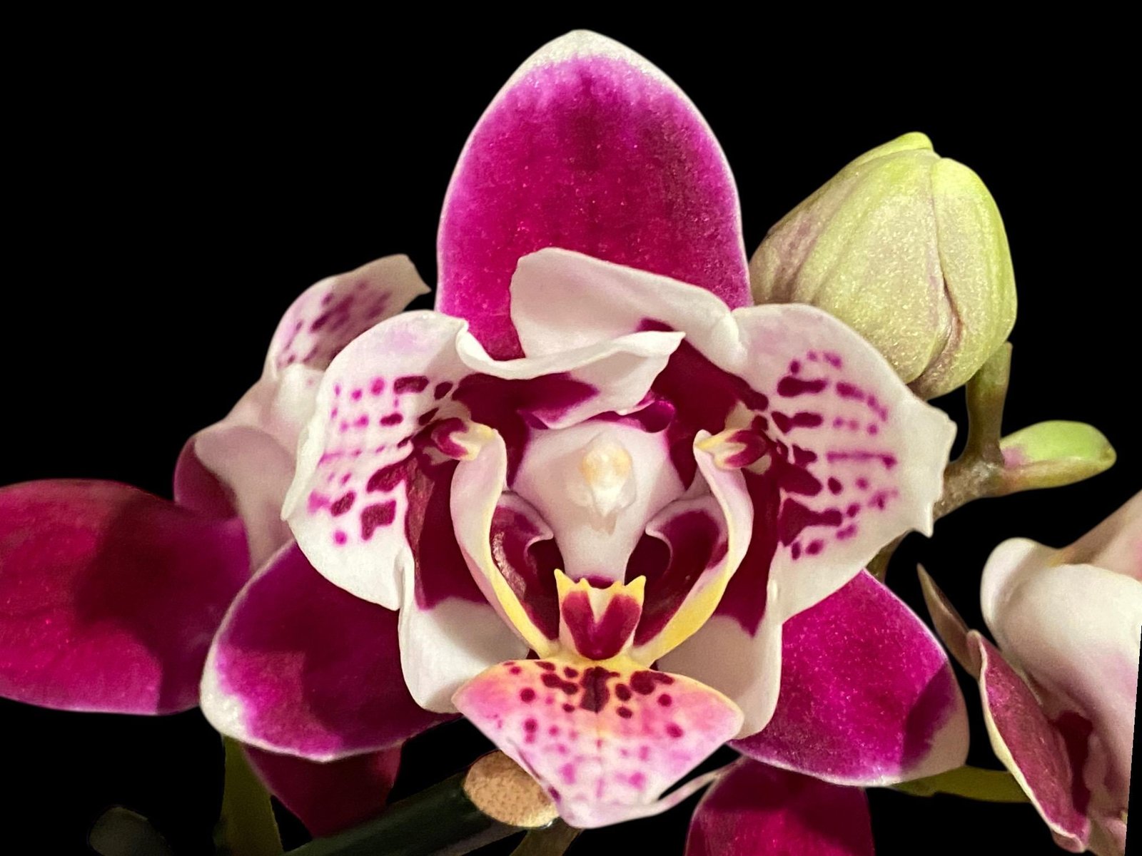 il_fullxfull.8575027126_m0gt.jpg Double Spikes Phalaenopsis Miki Violet Butterfly Peloric (3” pot) - Image 1