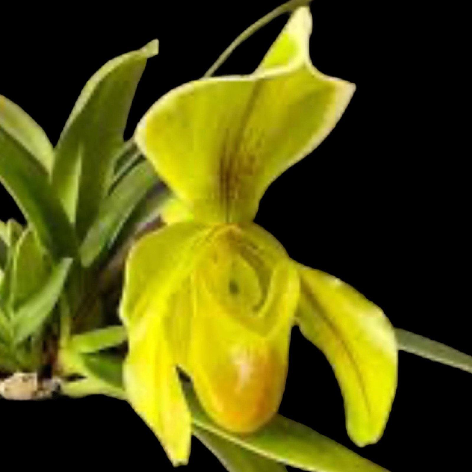 il_fullxfull.8575085588_mdwm.jpg In Spike Paphiopedilum (Olympian Yard x Helenae) x (In Charm Gold x In Charm Topaz) 'VS1' (3.5” pot) - Image 1