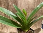 In Spike Paphiopedilum (Olympian Yard x Helenae) x (In Charm Gold x In Charm Topaz) 'VS1' (3.5” pot) - Image 2