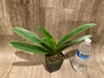 In Spike Paphiopedilum (Olympian Yard x Helenae) x (In Charm Gold x In Charm Topaz) 'VS1' (3.5” pot) - Image 5